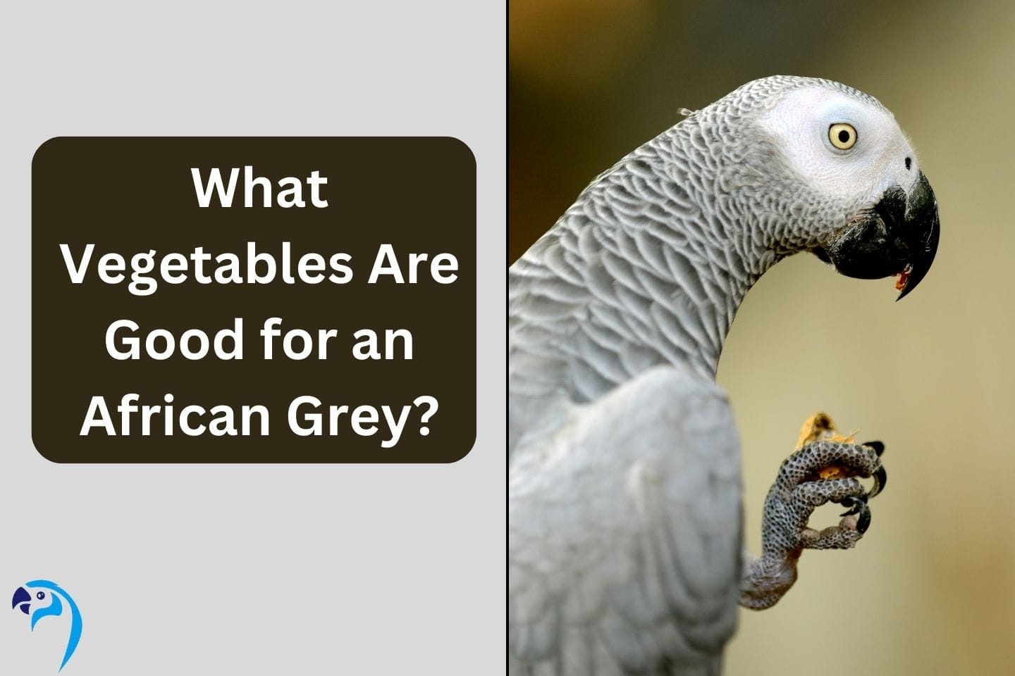 What Vegetables Are Good for an African Grey