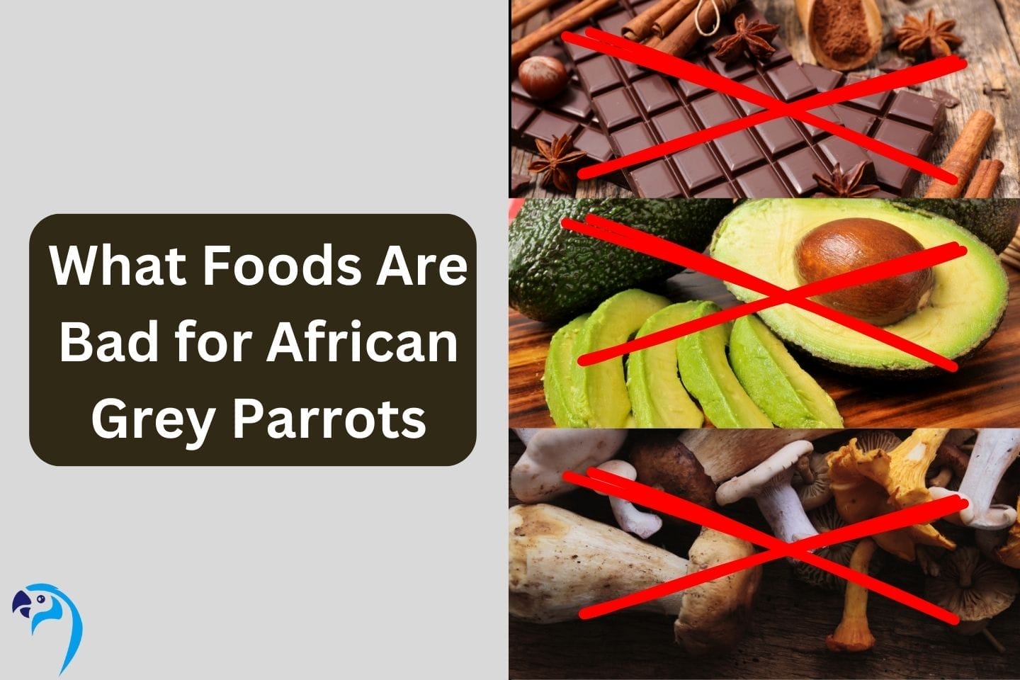 What Foods Are Bad for African Grey Parrots