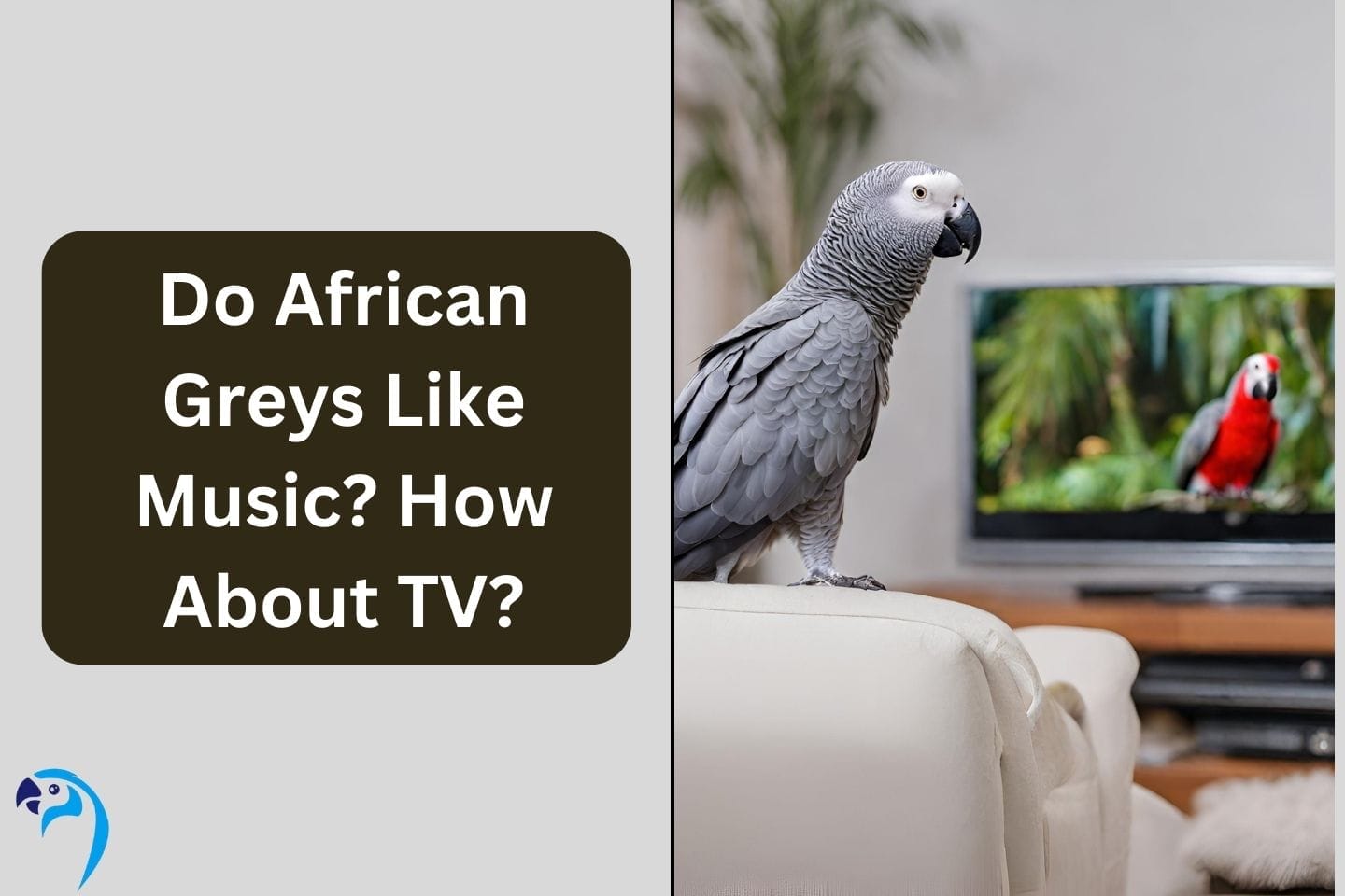 Do African Greys Like Music? How About TV?