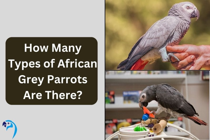 How Many Types of African Grey Parrots Are There