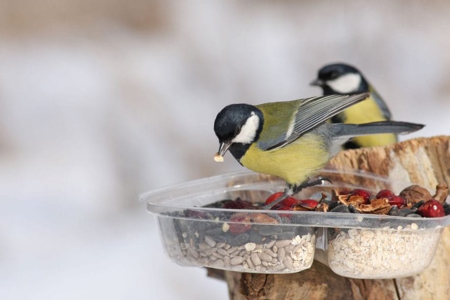 Feeding Backyard Birds in the Winter