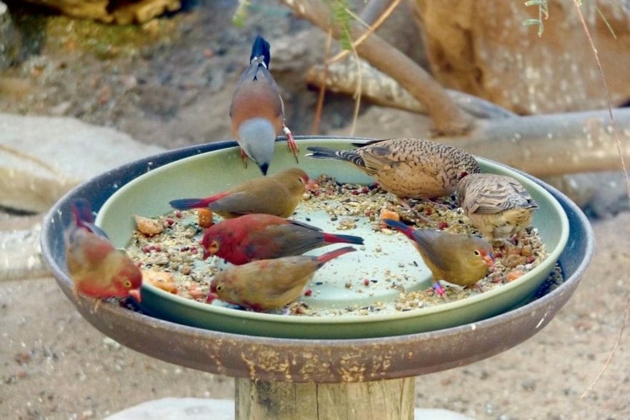 8 Tips for Backyard Bird Feeding