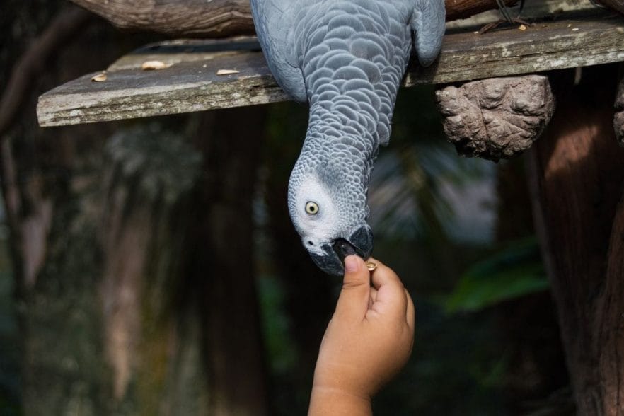 How Many Times to Feed African Grey Parrot
