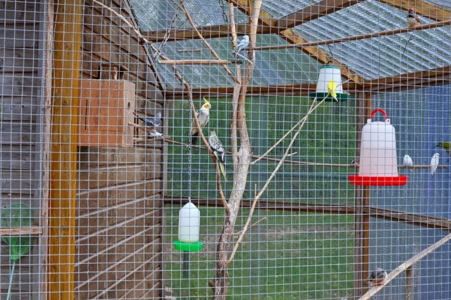 How to Clean a Bird Aviary