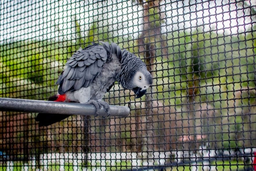 How to Clean a Bird Aviary