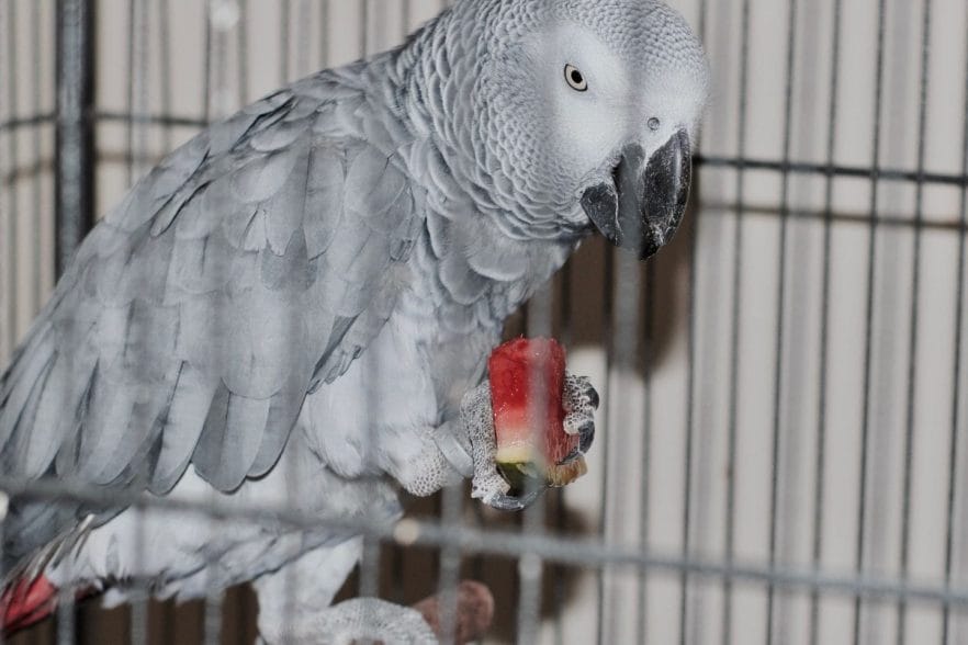 How Big Do African Greys Get? What Size Cage Should You Use?