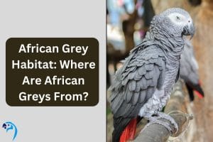 African Grey Habitat: Where Are African Greys From?