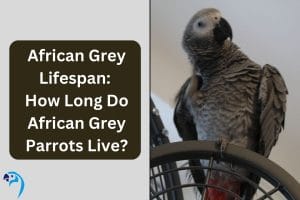 African Grey Lifespan: How Long Do African Grey Parrots Live