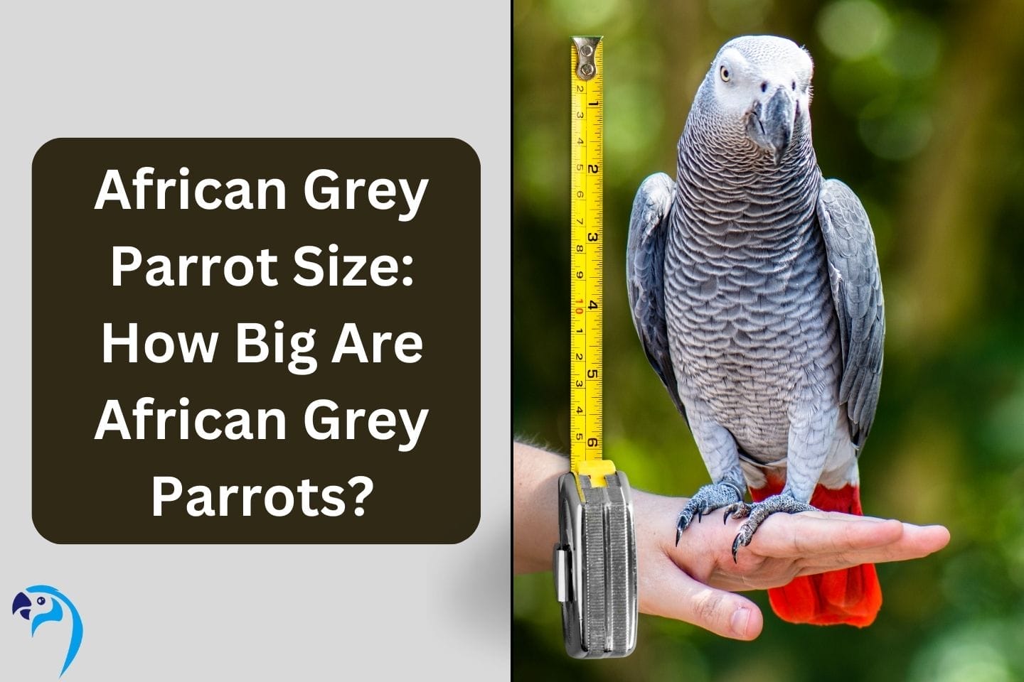 African Grey Parrot Size: How Big Are African Grey Parrots?