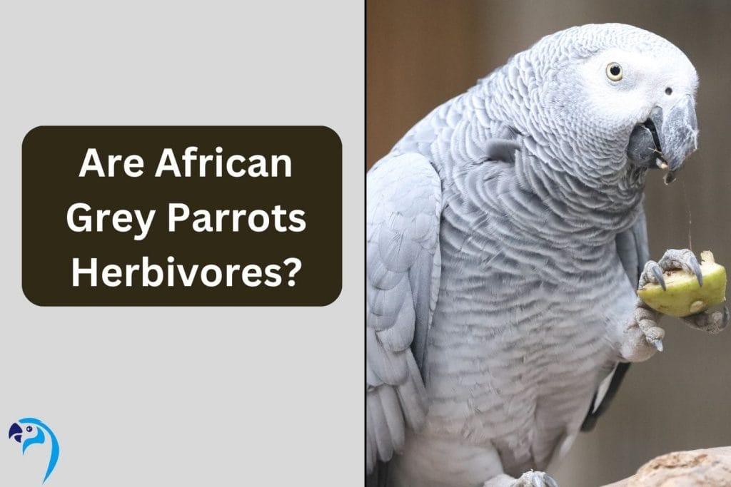 Are African Grey Parrots Herbivores