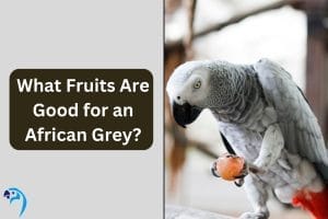 What Fruits Are Good for an African Grey