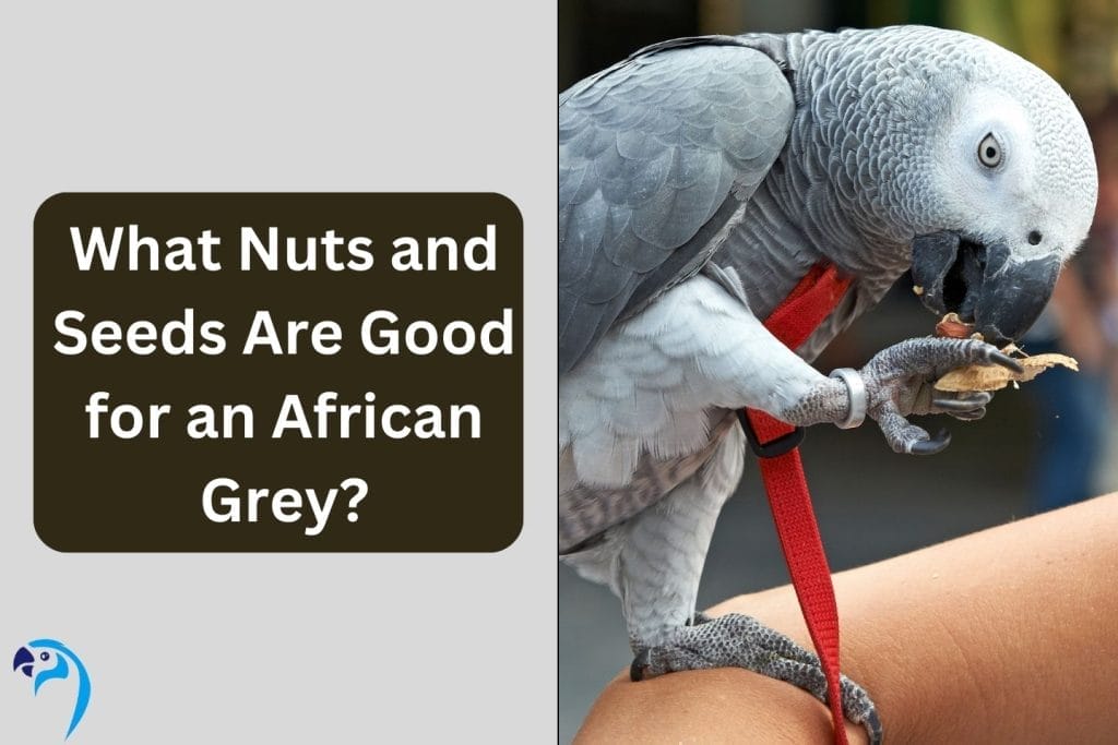 What Nuts and Seeds Are Good for an African Grey