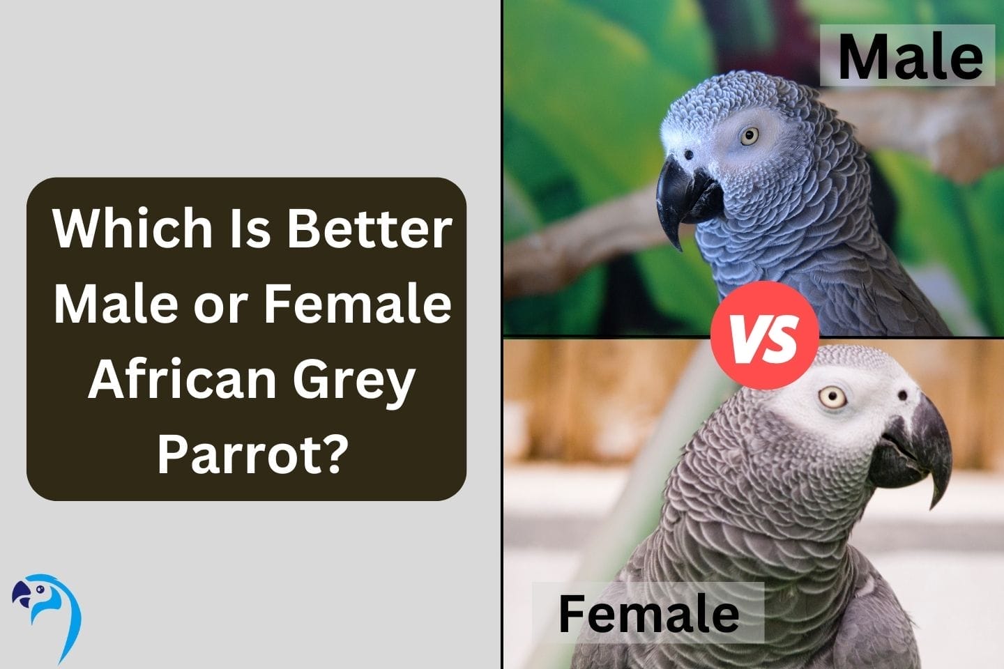 Which Is Better Male or Female African Grey Parrot?
